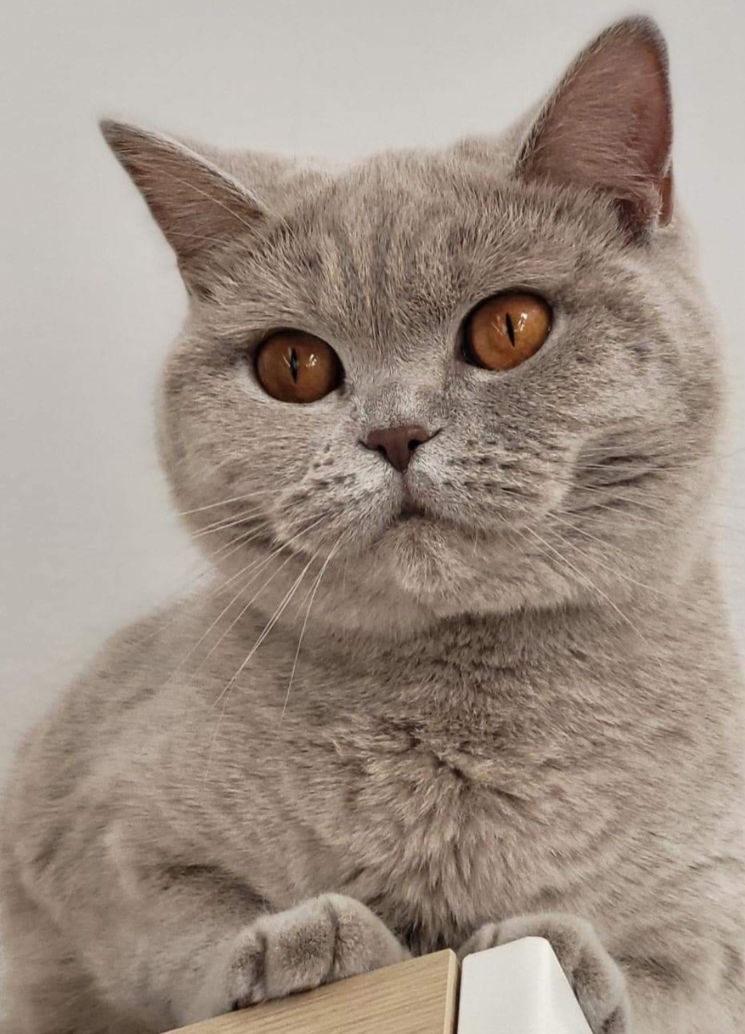 Smoothie - British Shorthair