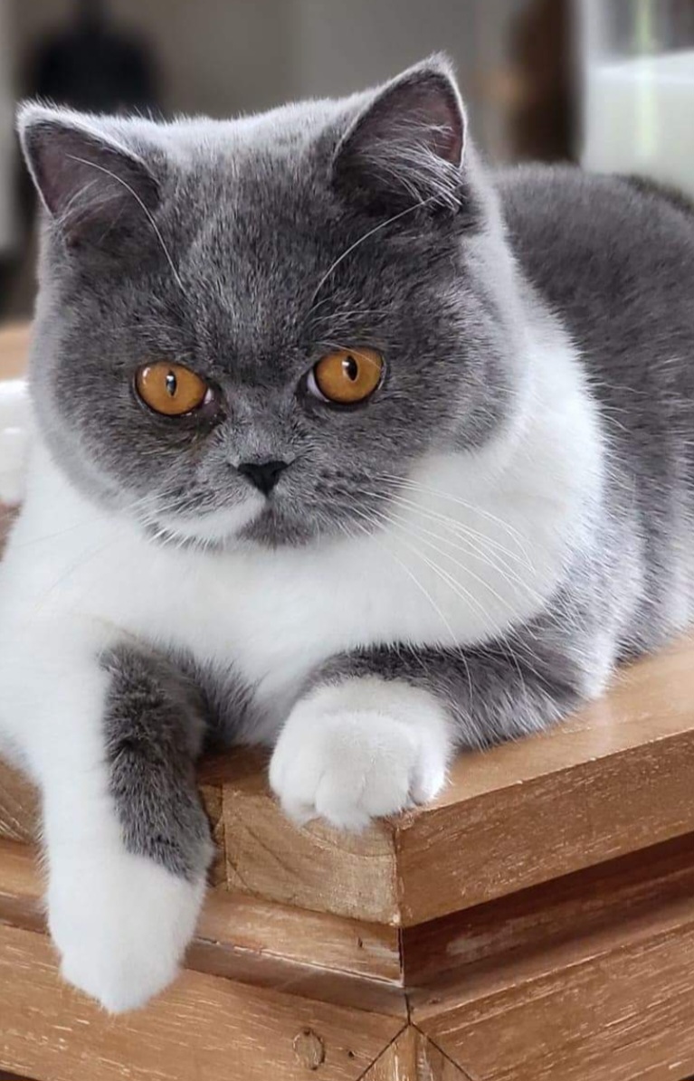 Tysha - British Shorthair