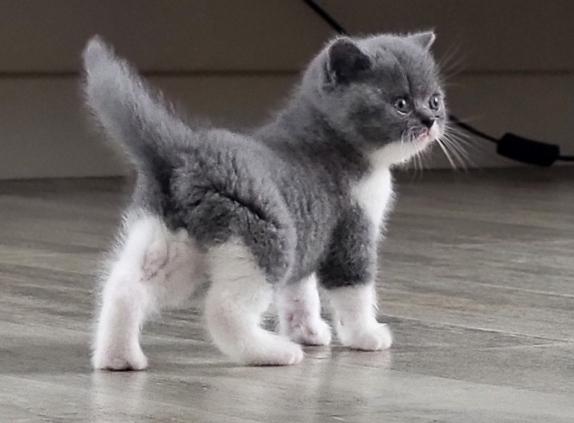 Volt - British Shorthair