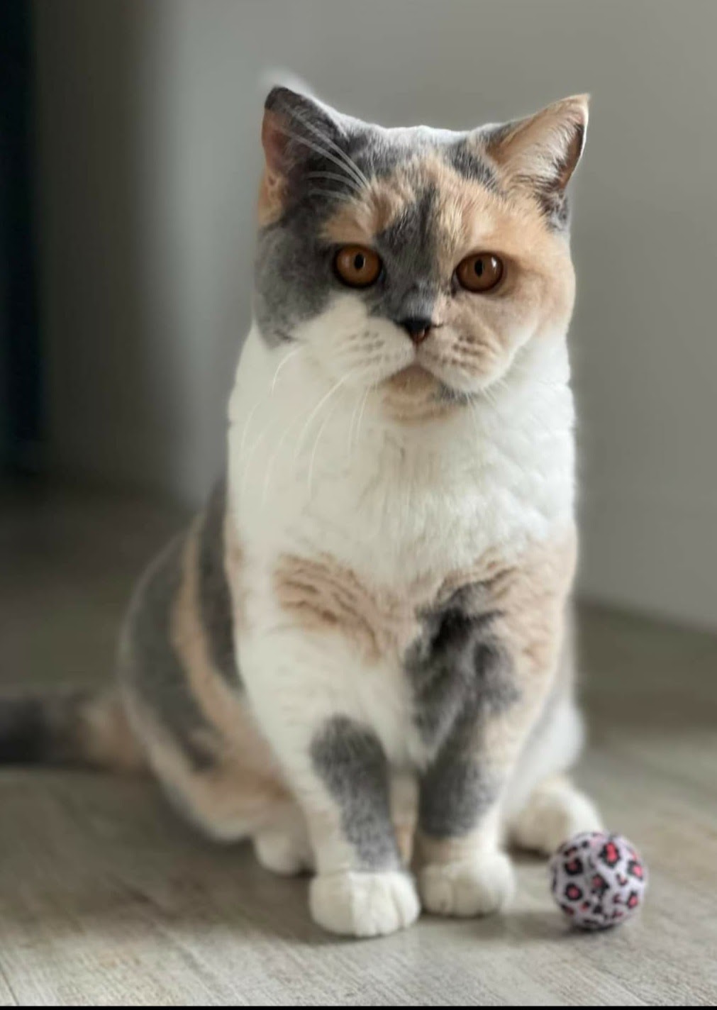 Sisu de gwent - British Shorthair