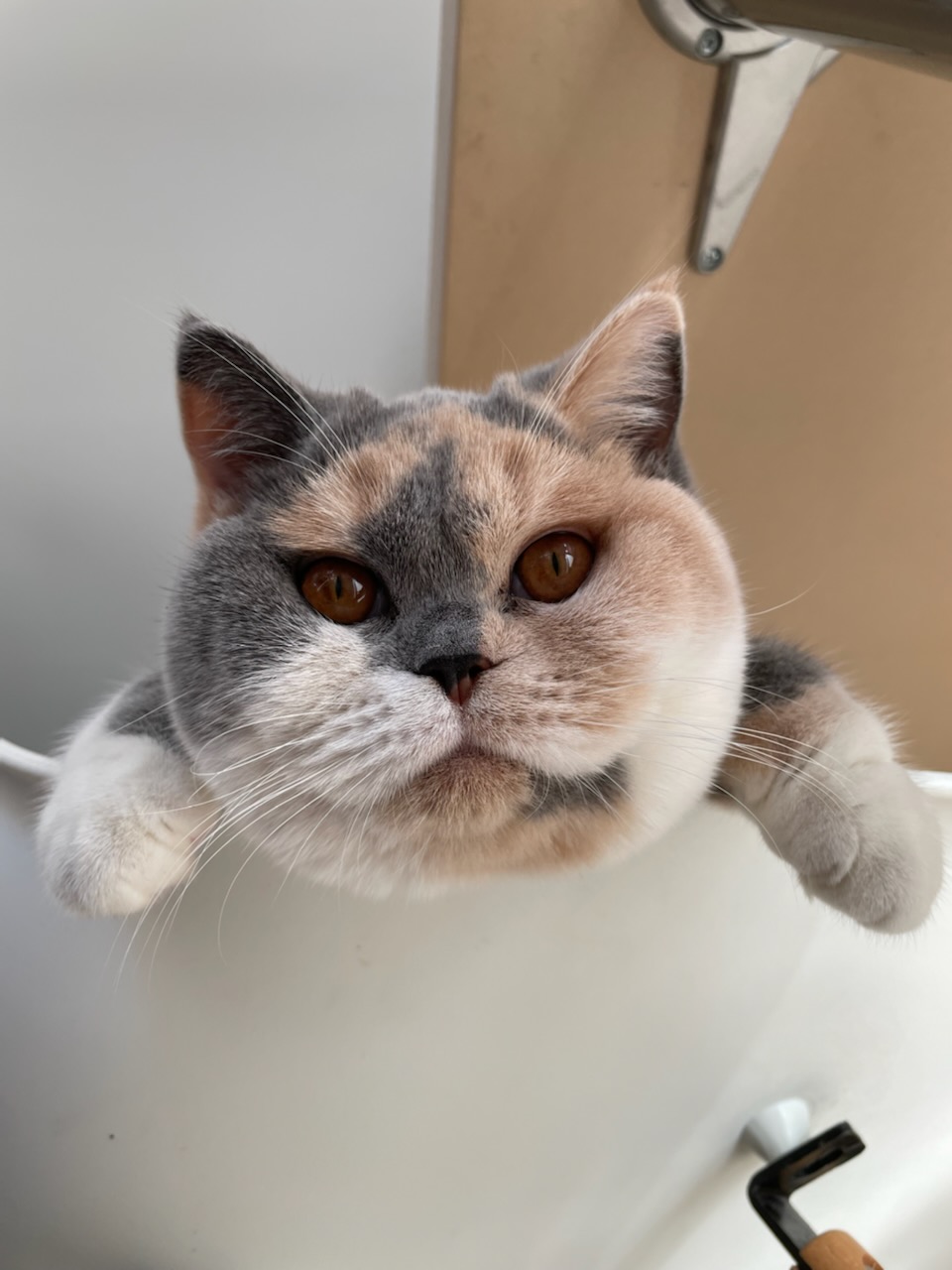 Sisu de gwent - British Shorthair