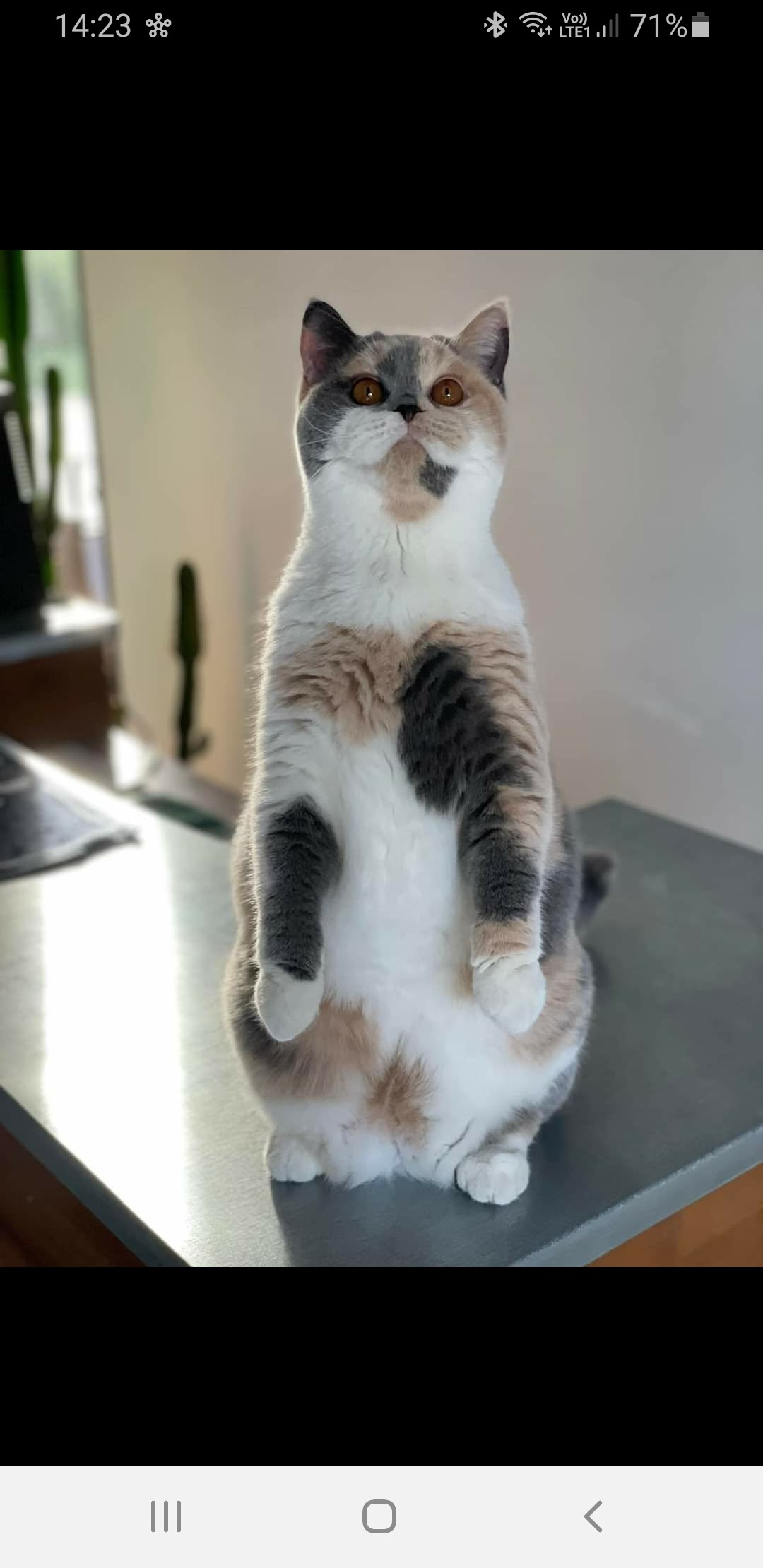 Sisu de gwent - British Shorthair