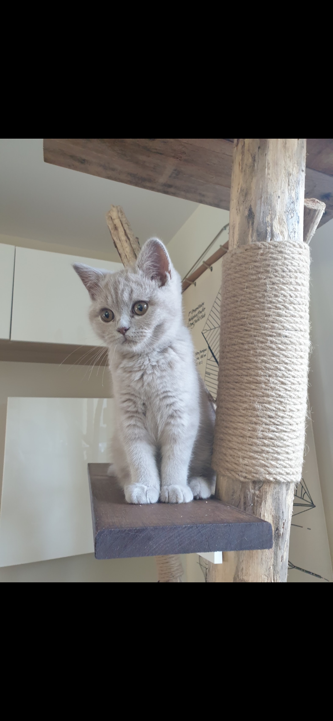 Smoothie - British Shorthair