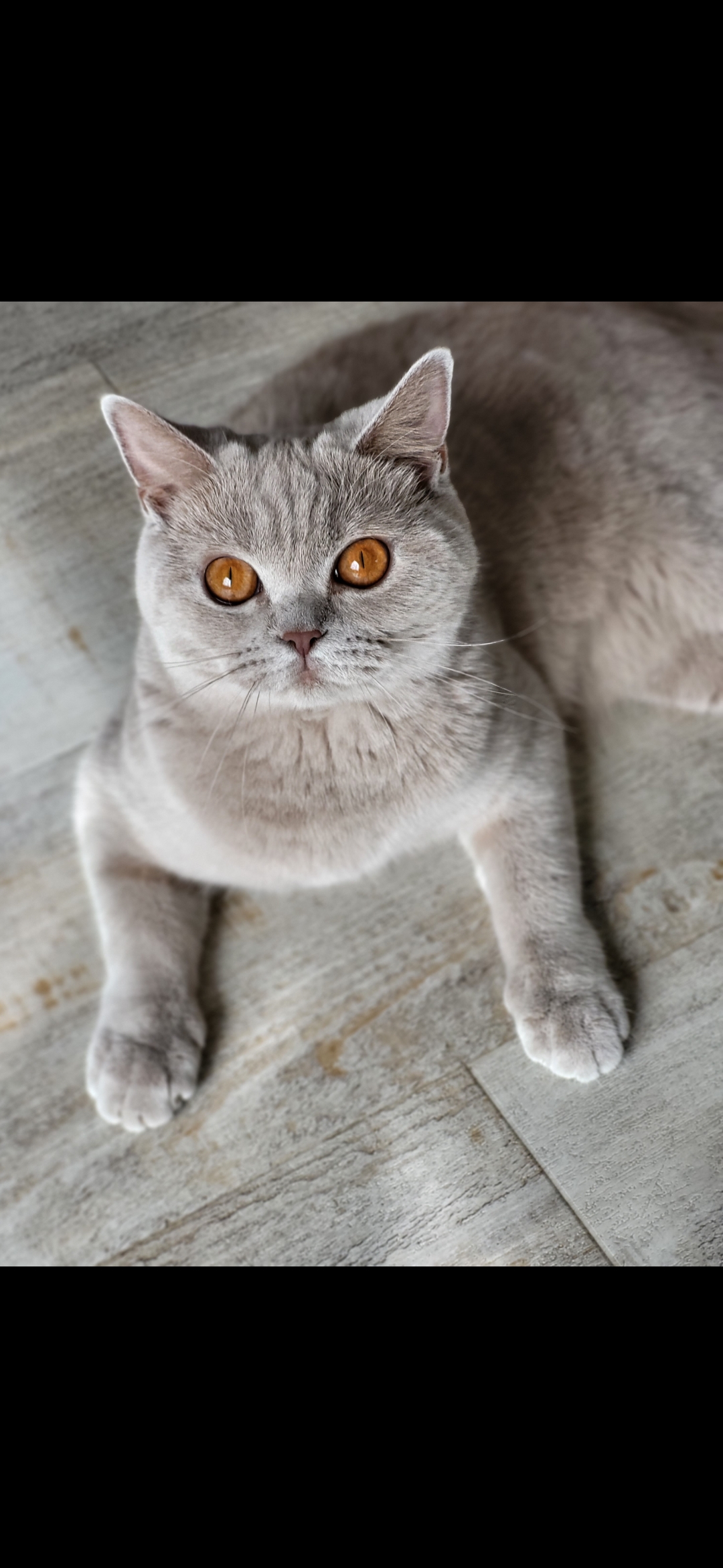 Smoothie - British Shorthair