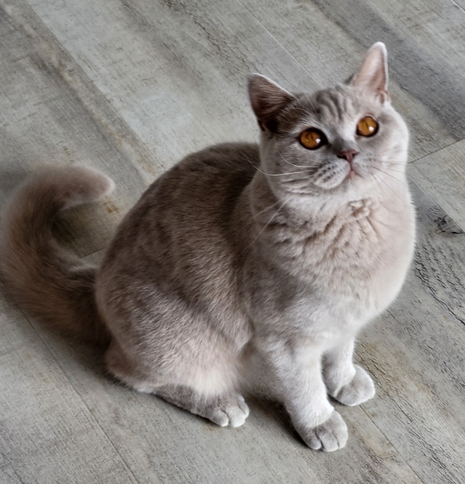 Smoothie - British Shorthair
