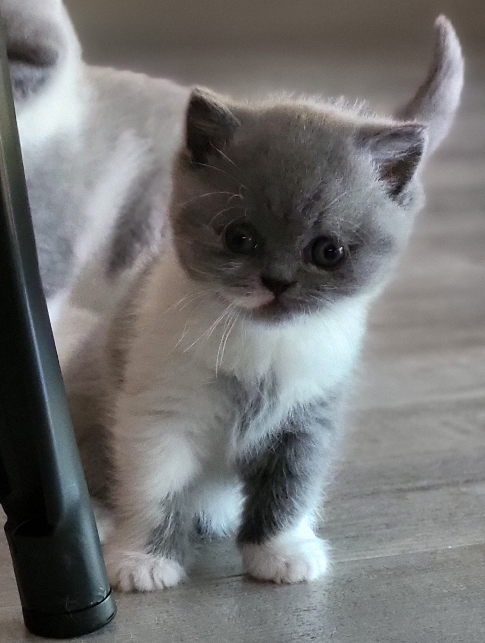 Tysha - British Shorthair