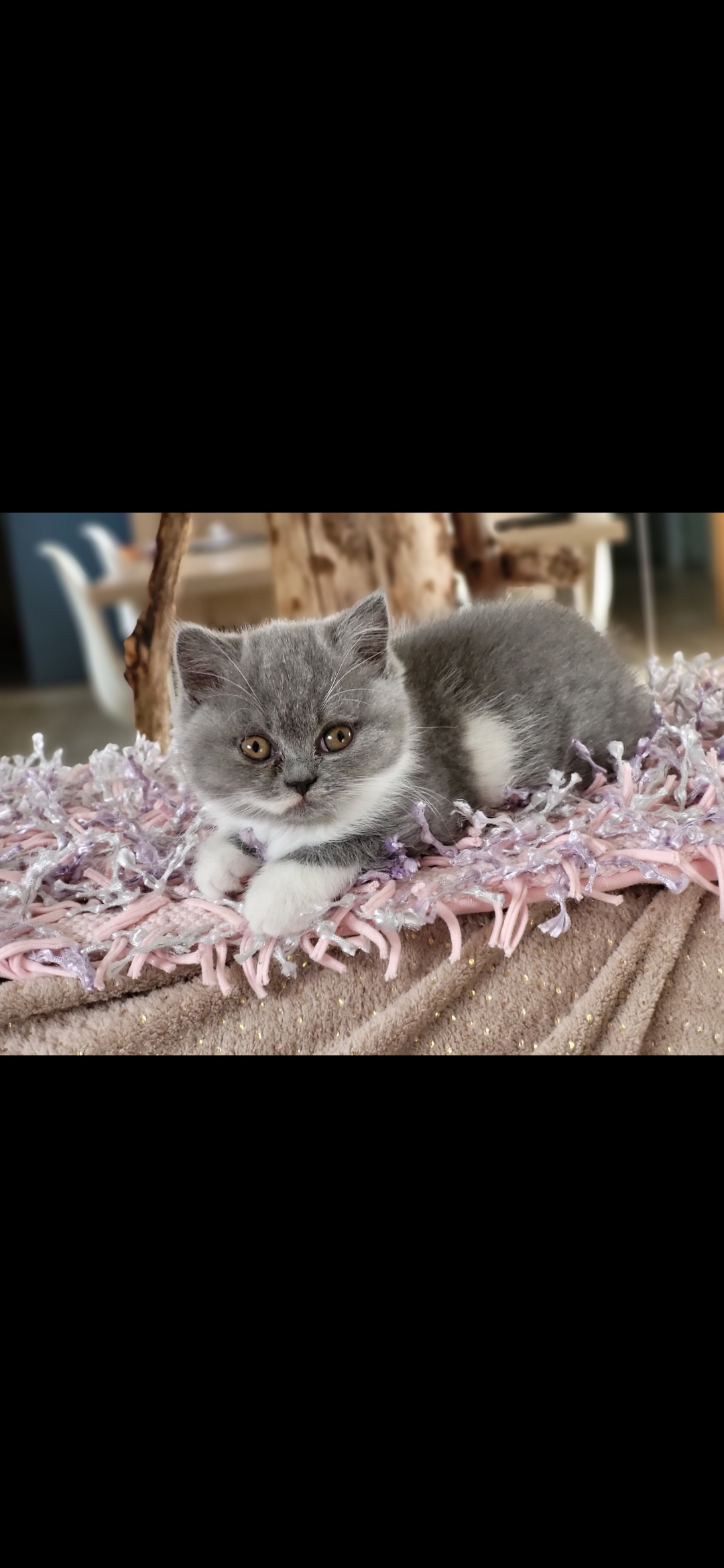 Tysha - British Shorthair